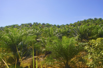 Fototapeta na wymiar View of Palm Plantation with deep blue sky at background.