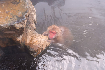 Japanese macaque or snow monkey bathing in hot springs　地獄谷の日本猿