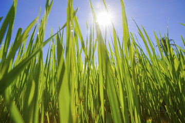 Morning sunlight in a green paddy field .
