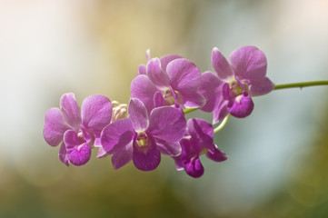 Orchids close up at Royal Rajchapuak Park 2017 ,Chiangmai Thailand, Thai orchids. Cymbidium hybrids Orchids.