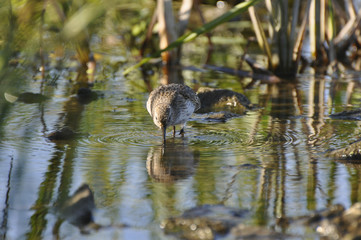 Sandpiper on the river. Sandpiper, game, bird, wild nature, animals, nature, fauna, flora