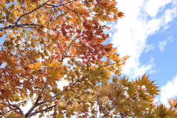 Autumn leaves - The colorful leafs in autumn.
