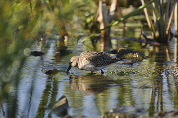 Sandpiper on the river. Sandpiper, game, bird, wild nature, animals, nature, fauna, flora