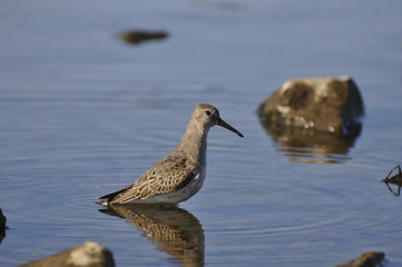 Sandpiper on the river. Sandpiper, game, bird, wild nature, animals, nature, fauna, flora