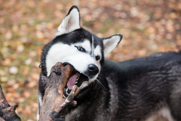 Dog breed Siberian Husky gnawing stick