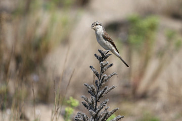 Shrike