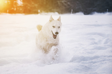 Siberian husky dog running in snow