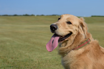 ゴールデンレトリバー