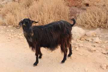 Goat on the mountains where rough Balos beach road passes through, near Kissamos in Chania prefecture, Crete Island, Greece.