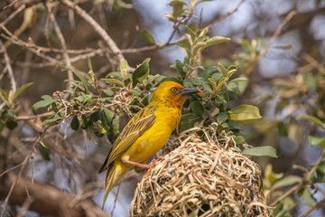 Fototapeta premium Gelber Webervogel