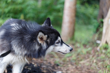 Close-up siberian husky Blurred or blurry soft focus, Portrait of siberian husky select focus or out focus