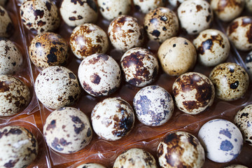 Fototapeta premium colorful quail eggs lying in a special form for storage