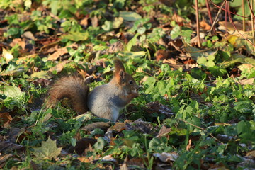 squirrel in the park