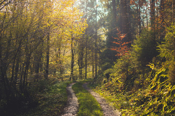 Fototapeta premium Herbstwald