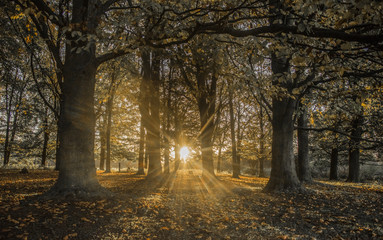 Sunrise in the autumn forest