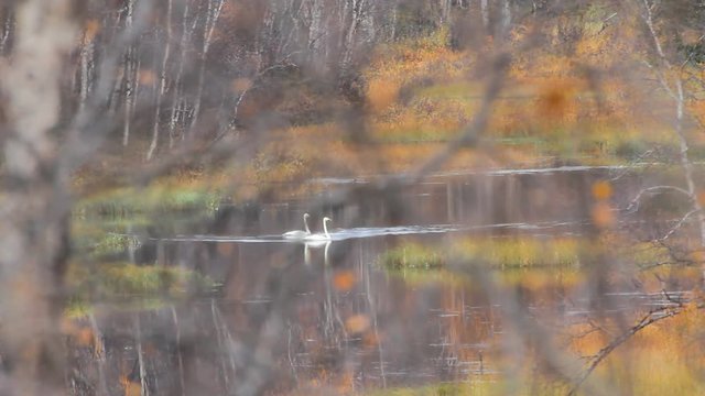 Spring in taiga. Pair of whooper swan (Cygnus cygnus) on peaceful wooded river. Birds are cautious and film made through mesh of branches
