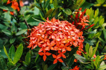 Ixora flower blooming closeup nature background