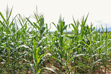 corn tree farm plant nature background