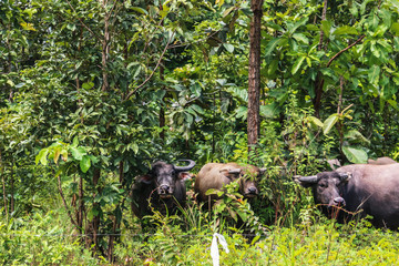 buffalo animal in forest nature wildlife