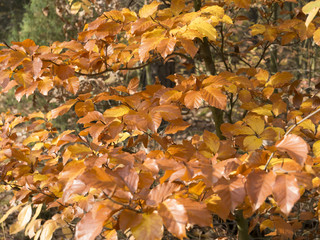 yellow and brown autumn leaf