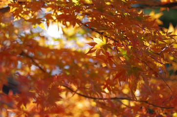 紅葉の紅葉