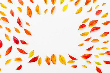 Colorful autumn red blueberry leaves on white background, flat lay, top view