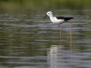 Black-winged Stilt Foraging on the Pond