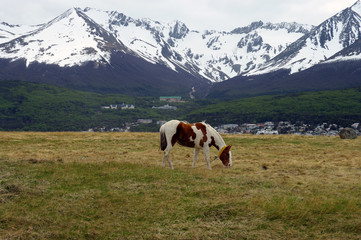 Fototapeta na wymiar Cheval broutant devant la Cordillère des Andes