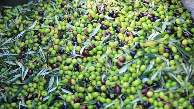 Raccolta olive