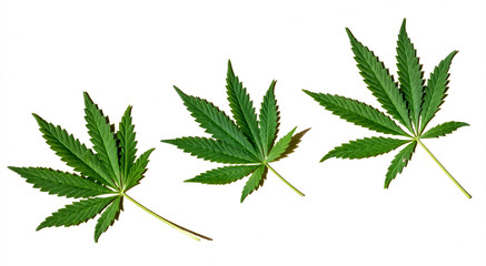 Marijuana leaves isolated on white background. .