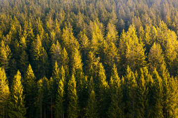 Beautiful forest in nature.
