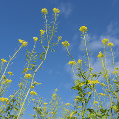 yellow flowers of mustard seed in field with blue sky