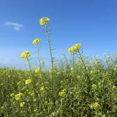 Obraz premium yellow flowers of mustard seed in field with blue sky