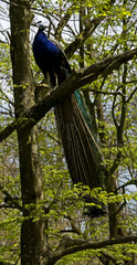 Peacock sitting on the tree branch