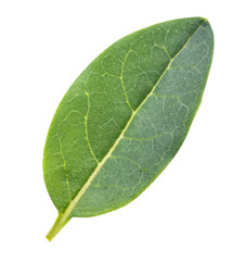 Obraz premium Pomegranate leaf isolated with clipping path