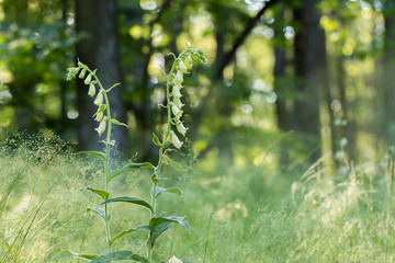 Yellow Foxglove (Digitalis grandiflora) in the spring forest
