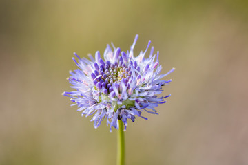 Closeup view of Sheep's bit scabious (Jasione montana)