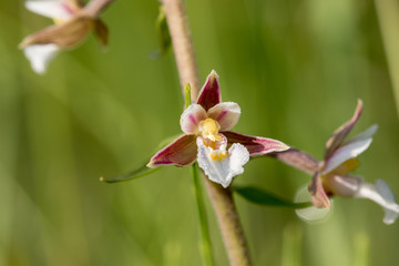 Obraz premium Closeup view of blossom of marsh helleborine (Epipactis palustris)