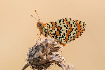Closeup view of spotted fritillary (Melitaea didyma)