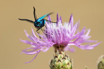 Closeup view of Green forester (Adscita statices)
