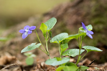 Early dog-violet (Viola reichenbachiana) in forest