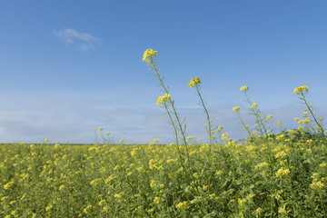 yellow flowers of mustard seed in field with blue sky