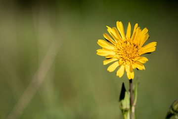 Closeup view of blossom of meadow goat's-beard (Tragopogon pratensis)