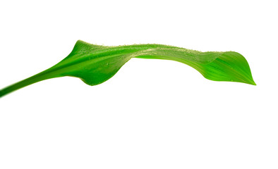 Fototapeta premium green leaf with drops of water