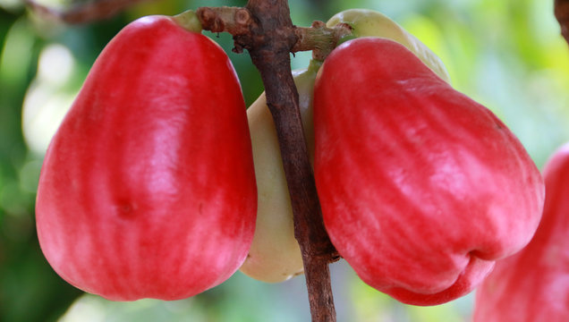 jamaican rose apple