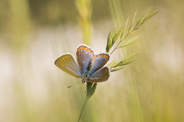 The Adonis blue (female) (Polyommatus bellargus) on grass stalk
