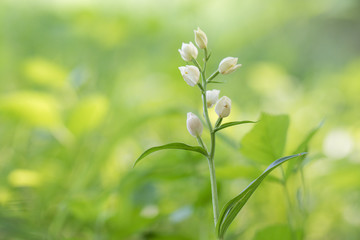 Fototapeta na wymiar White Helleborine (Cephalanthera damasonium) on a spring forest
