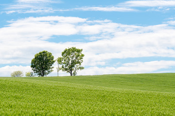 Obraz premium 美瑛の有名な丘の風景 / &nbsp;北海道 美瑛町