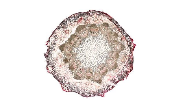 cross section cut of chlorophytum root under the microscope
