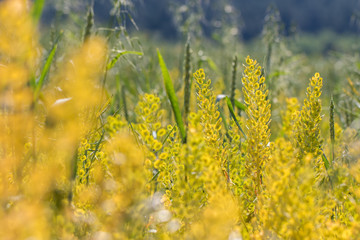 Gold field pennycress (Thlaspi arvense) on the field